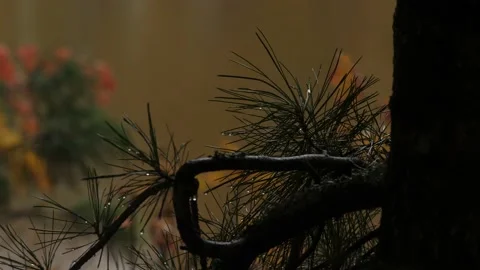 Cedar needles and the water backside Stock Footage 170854559