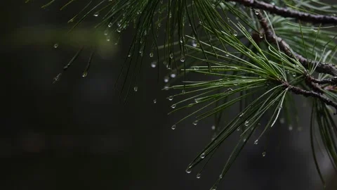 Cedar needles with the drops of water close-up Stock Footage 280689134