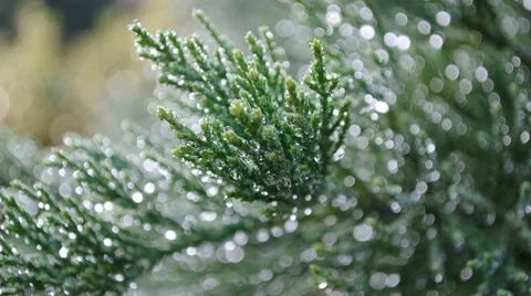 Cedar needles Stock Footage 8557360