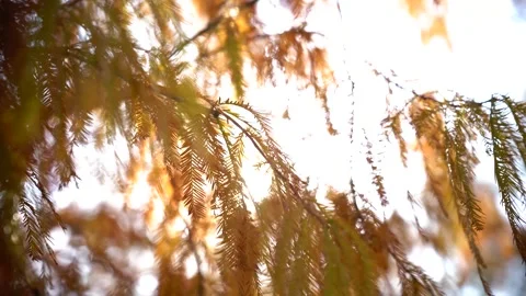 Cedar Needles In Sunlit Backlight 4K Slow Motion Closeup Stock Footage 320929063