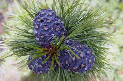 Cedar nut on branch Stock Photos