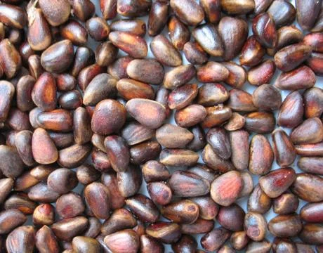 Cedar nut Stock Photos