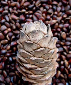 Cedar nut Stock Photos