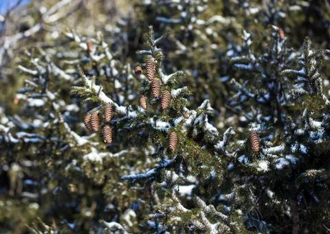 Cedar nut, pine cone green. Pine nut, pine lump, cedar wood. Cedar branch. Stock Photos