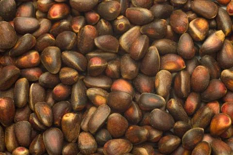 Cedar  nuts  background  texture  closeup Stock Photos