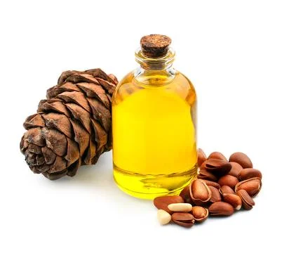 Cedar oil with pine nuts. Cedar sap Stock Photos