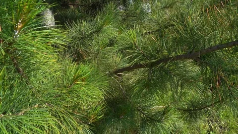 Cedar or pine on a background of blue sky. Stock Footage 92348775