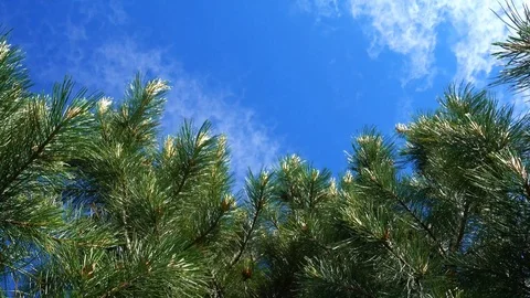 Cedar or pine on a background of blue sky. 스톡 동영상 92348824