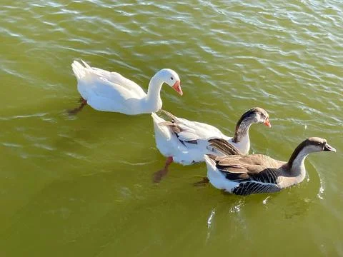 Cedar Park Ducks 2 Stock Photos