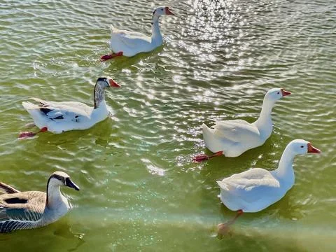 Cedar Park Ducks 3 Stock Photos
