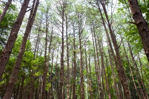 Cedar Park in a forest Stock Photos