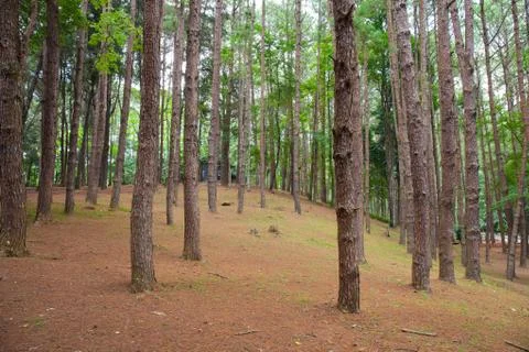 Cedar Park in a forest Stock Photos