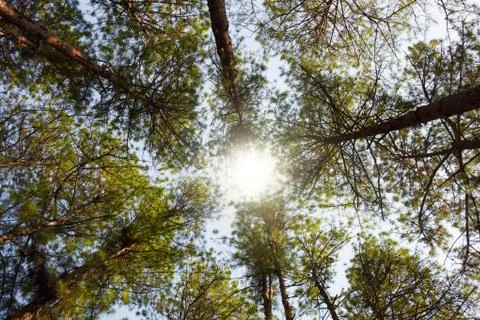 Cedar Park in a forest Stock Photos