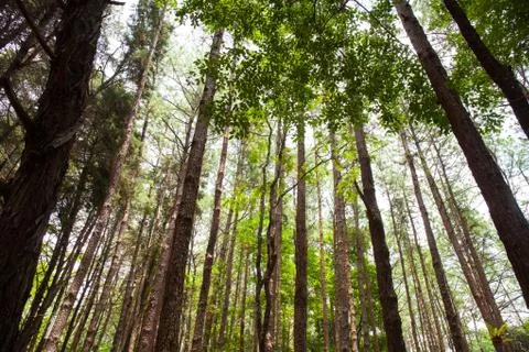 Cedar Park in a forest Stock Photos