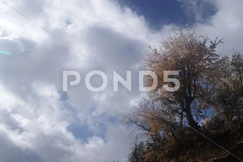 The Cedar Stock Photos
