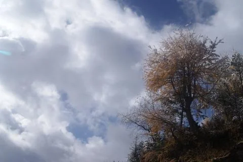 The Cedar Stock Photos