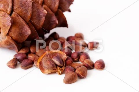 Cedar Stock Photos
