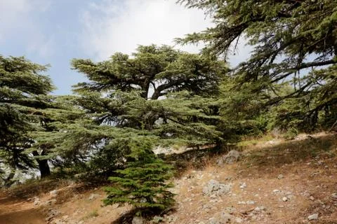 The Cedar Stock Photos