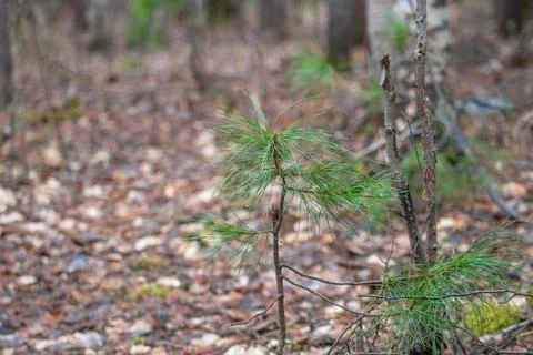 Cedar. Stock Photos