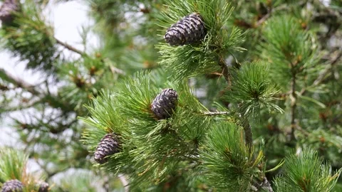 Cedar pine branch with cones. Close-up Stock Footage 315874084