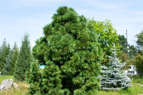Cedar pine close-up against the background of other plants Stock Photos
