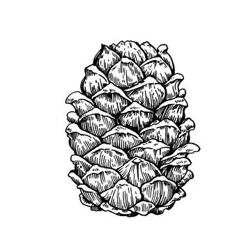 Cedar pine cone drawing in enagraving style. Hand drawn vector illustration Stock-Illustration