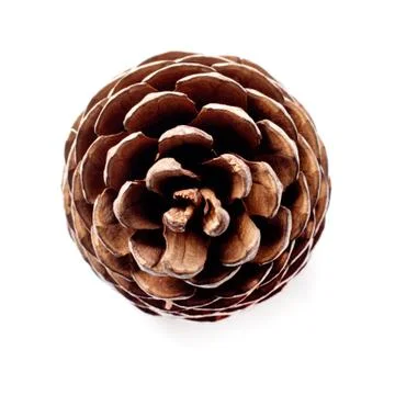 Cedar pine cone on the isolated on white with drop shadows Stock Photos