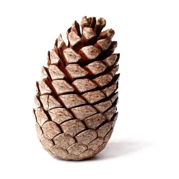 Cedar pine cone on the isolated on white with drop shadows Stock Photos