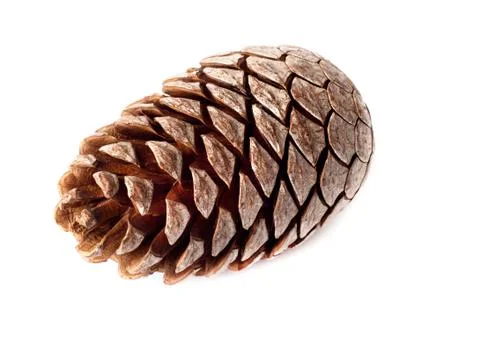 Cedar pine cone on the isolated on white with drop shadows Stock Photos