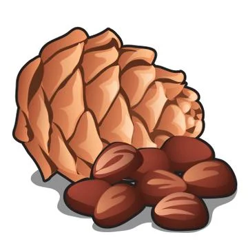 Cedar pine cone with nuts isolated on white background. Vector cartoon close-up Stock Illustration