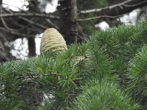 Cedar pine cone Stock Photos