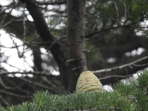 Cedar pine cone Stock Photos