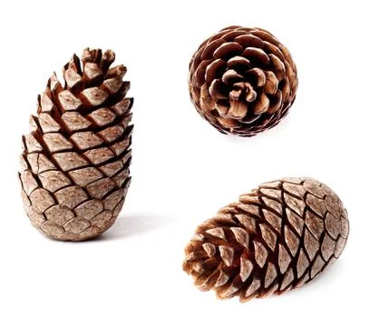 Cedar pine cone on the white background with drop shadows Stock Photos