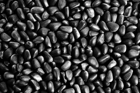 Cedar pine nuts Stock Photos