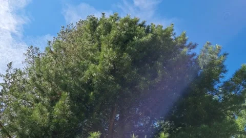 Cedar in a pine park Stock-Footage 155078344