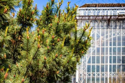 Cedar pine Stock Photos