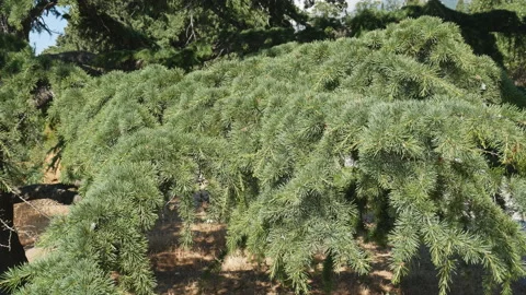 The cedar pine tree. Branchs cedar. Branchs of the Himalayan cedar. Stock Footage 112612397