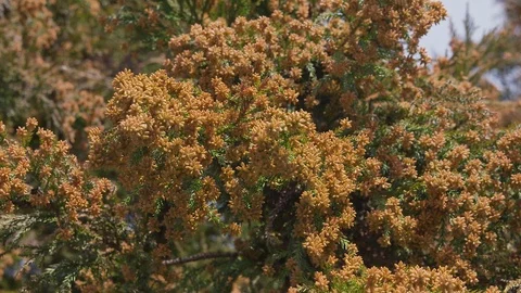 Cedar pollen flying with wind in Kanagawa, Japan Stock Footage 111498533