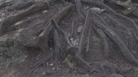 Cedar Roots Stock Footage 163123918