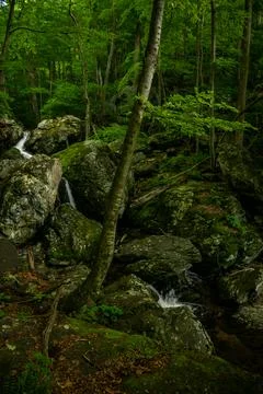 Cedar Run Tumbles Over Large Boulders in Shenandoah Forest Fotos de archivo