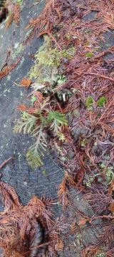 Cedar sapling growing from center of tree stump Stock Photos