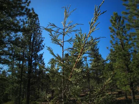 Cedar Sapling Surrounded by Pines of a Mountain Forest Stock Photos