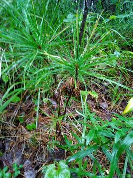 Cedar seedling Stock Photos
