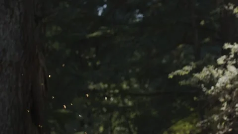Cedar seeds falling from a cedar tree during autumn Stock Footage 170437696