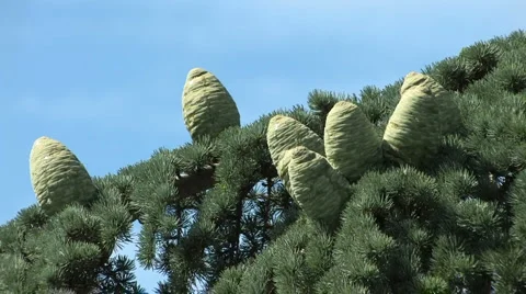 Cedar Tree against blue sky  Stock-Footage 959113