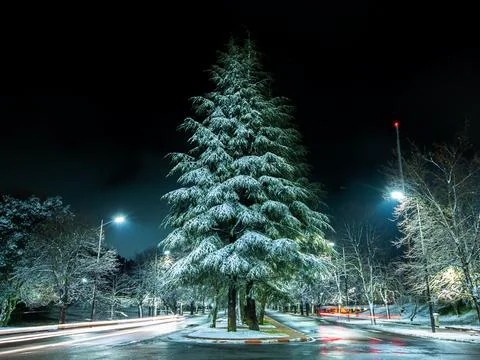 Cedar tree and moving lights Stock Photos