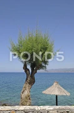 Cedar Tree And A Parasol, Crete, Greece, Europe, Publicground