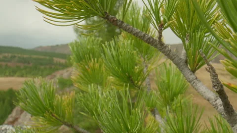 Cedar tree and valley Stock Footage 163775940