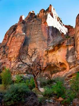 Cedar tree at the base of the cliffs Stock Photos