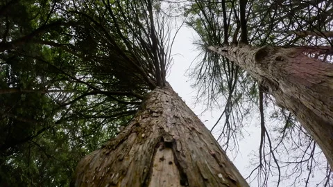 Cedar tree being  cut and falling down Stock Footage 318673583